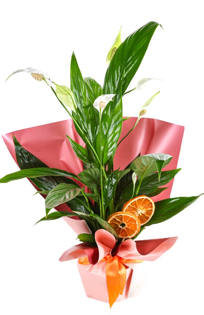 Spathiphyllum Affection