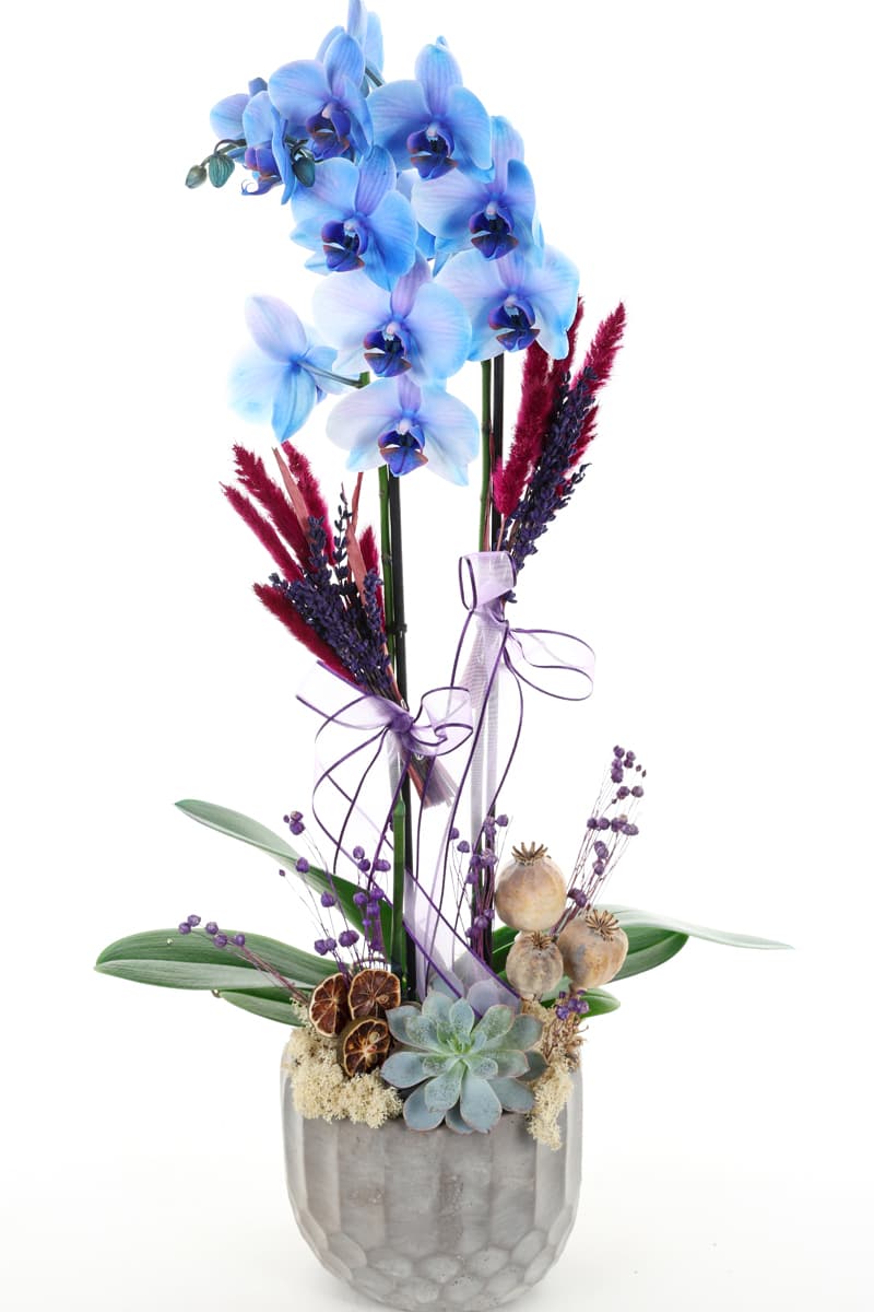 Blue Spirit Orkide